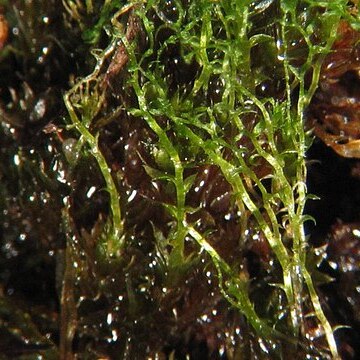 Bryum turbinatum unspecified picture