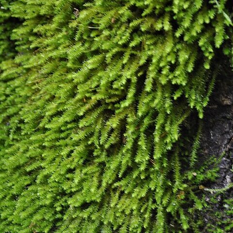 Bryum pachytheca unspecified picture