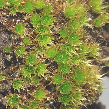 Bryum caespiticium unspecified picture