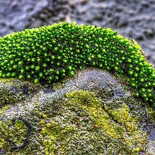 Bryum gemmiparum unspecified picture