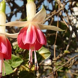 Fuchsia unspecified picture