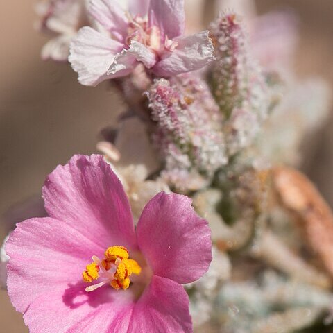 Frankenia serpyllifolia unspecified picture