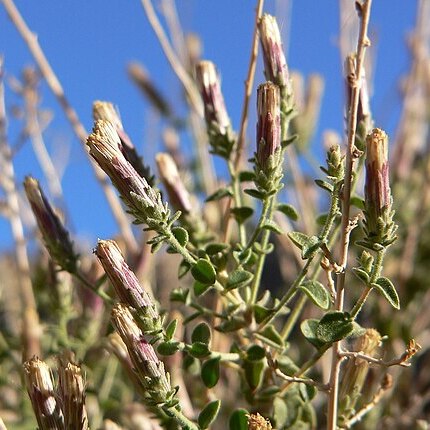 Brickellia microphylla unspecified picture