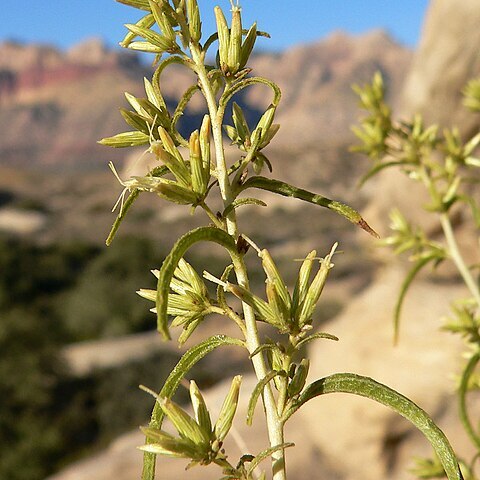 Brickellia longifolia unspecified picture