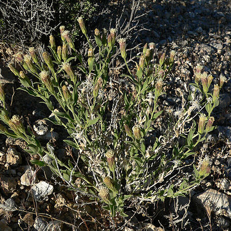 Brickellia oblongifolia unspecified picture