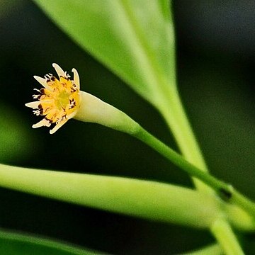 Bruguiera parviflora unspecified picture