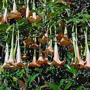 Brugmansia versicolor unspecified picture