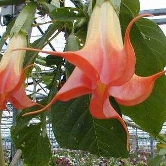 Brugmansia unspecified picture