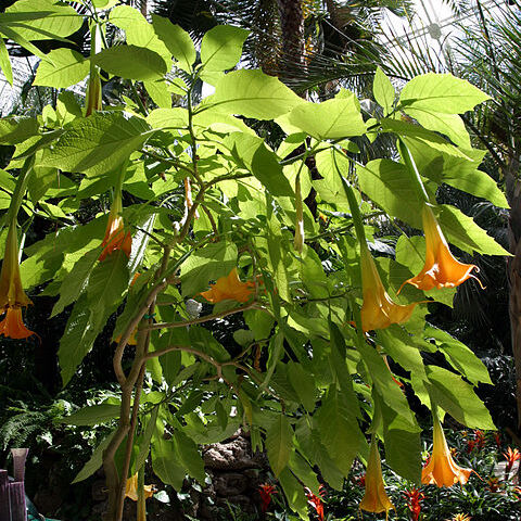 Brugmansia unspecified picture