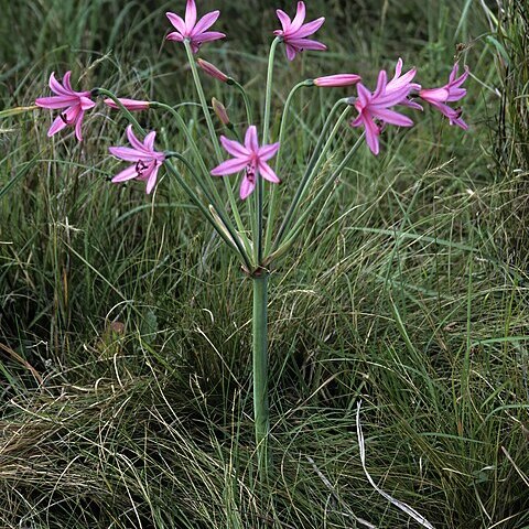 Brunsvigia grandiflora unspecified picture