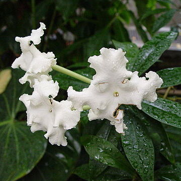 Brunfelsia undulata unspecified picture