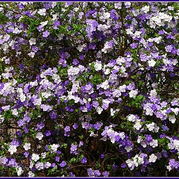 Brunfelsia bonodora unspecified picture