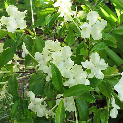 Brunfelsia nitida unspecified picture