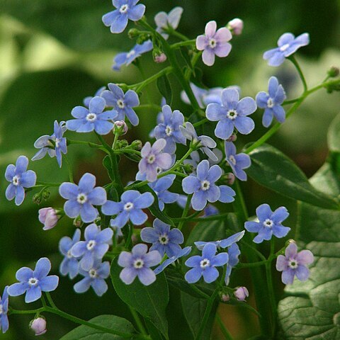 Brunnera sibirica unspecified picture