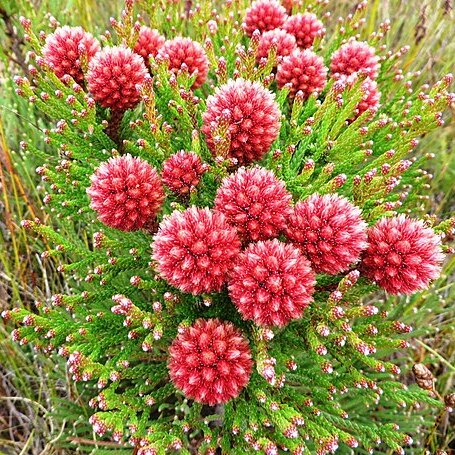 Brunia fragarioides unspecified picture