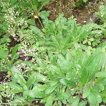 Micranthes micranthidifolia unspecified picture