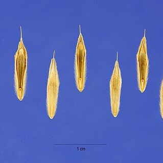 Bromus anomalus unspecified picture