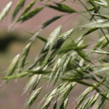 Bromus bromoideus unspecified picture