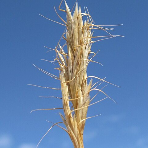 Bromus alopecuros unspecified picture