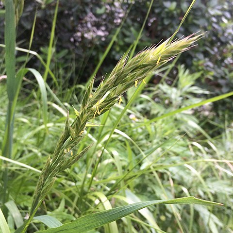 Bromus maritimus unspecified picture