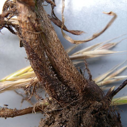 Bromus riparius unspecified picture