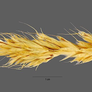 Bromus scoparius unspecified picture