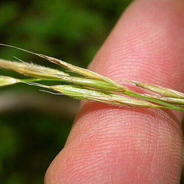 Bromus ciliatus unspecified picture