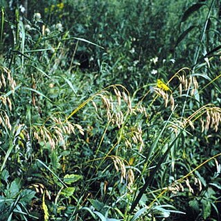 Bromus kalmii unspecified picture