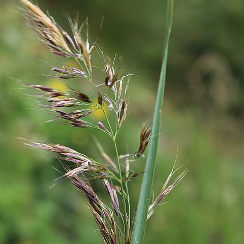 Bromus variegatus unspecified picture