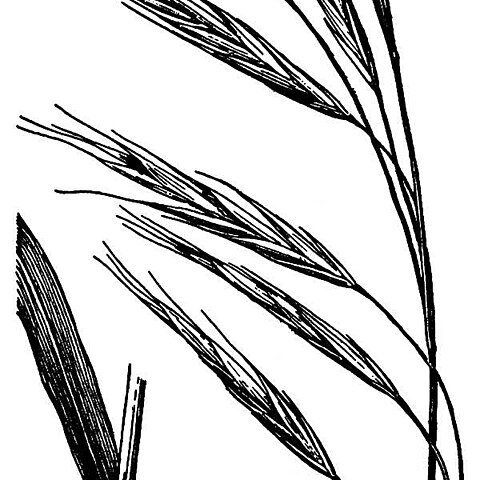 Bromus vulgaris unspecified picture