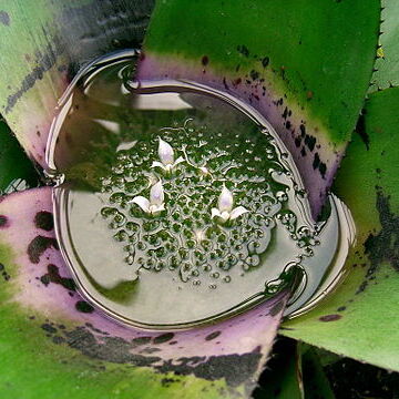 Neoregelia concentrica unspecified picture