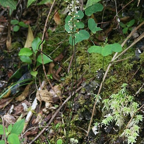 Cranichis diphylla unspecified picture