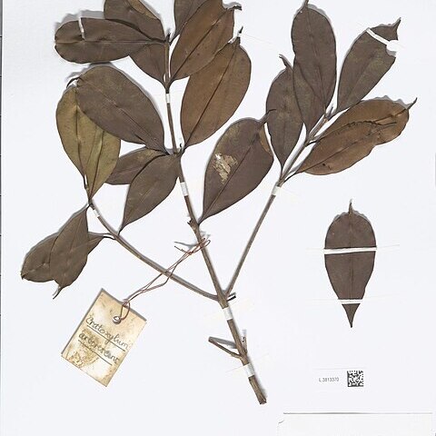 Cratoxylum arborescens unspecified picture