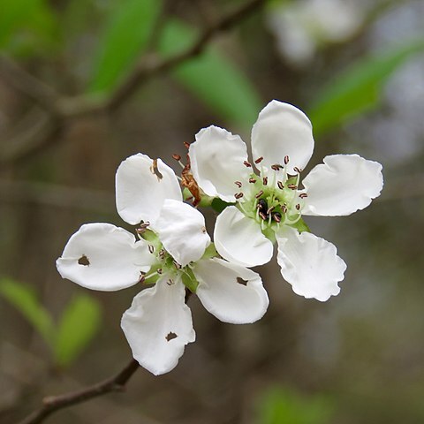 Crataegus opaca unspecified picture