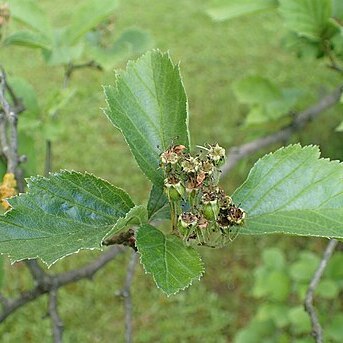 Crataegus pringlei unspecified picture