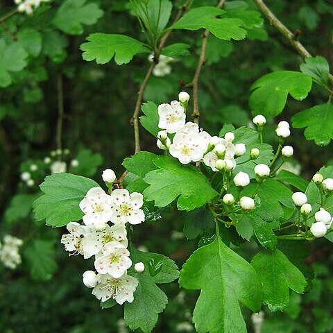 Crataegus x media unspecified picture