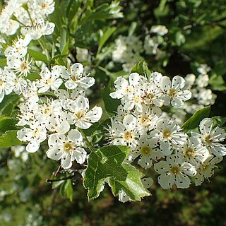 Crataegus meyeri unspecified picture