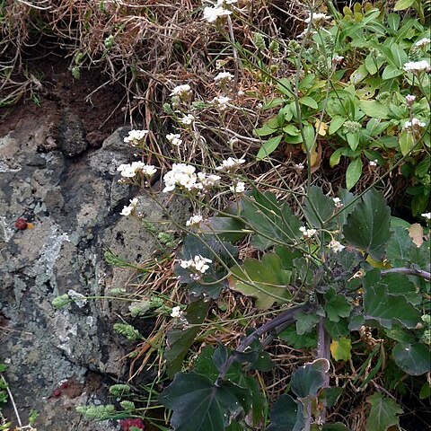 Crambe fruticosa unspecified picture