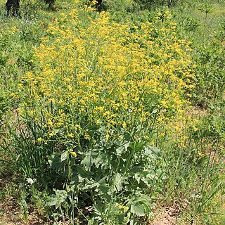 Crambe koktebelica unspecified picture