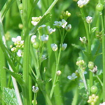 Crambe hispanica unspecified picture