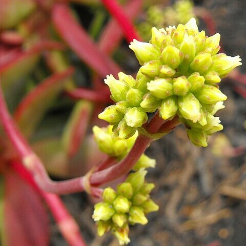 Crassula pubescens unspecified picture