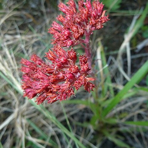 Crassula alba unspecified picture