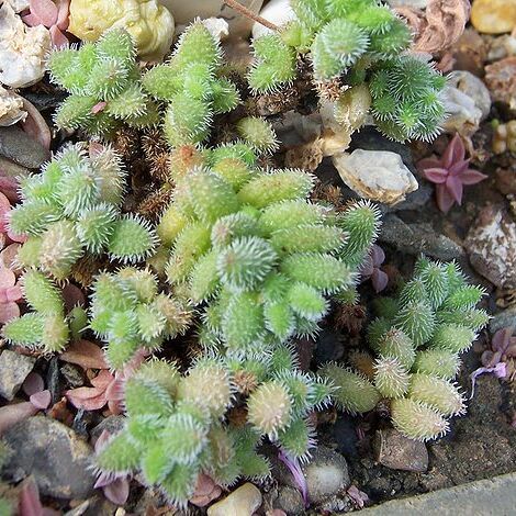 Crassula hirtipes unspecified picture