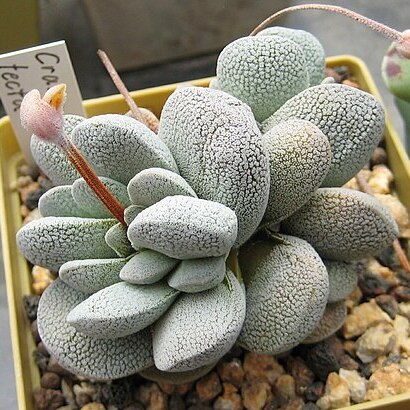 Crassula tecta unspecified picture