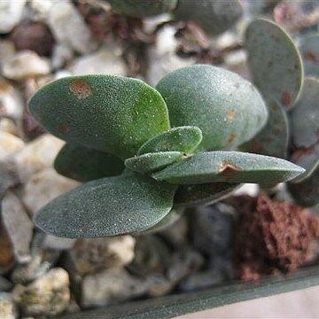 Crassula decidua unspecified picture