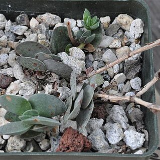 Crassula decidua unspecified picture