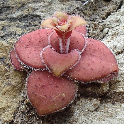 Crassula compacta unspecified picture