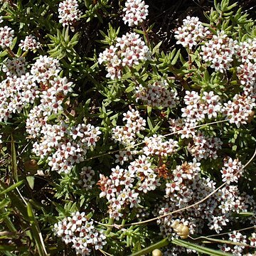 Crassula scabra unspecified picture