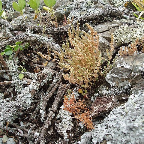 Crassula colligata unspecified picture