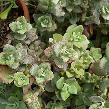 Crassula cordata unspecified picture